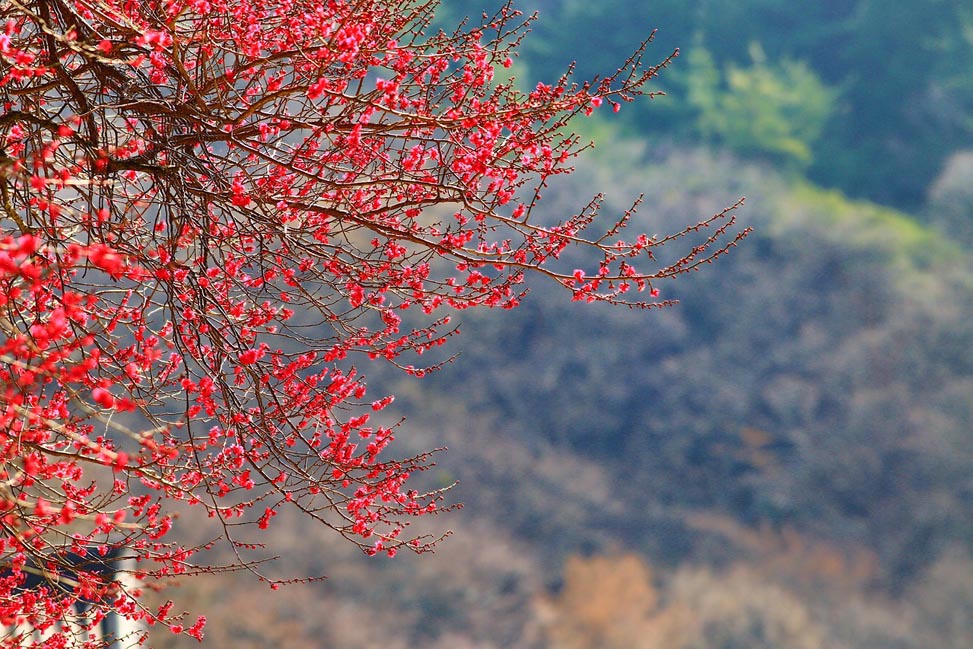 The Legacy of Yan Fu and His Theory of ‘Faithfulness, Expressiveness, Elegance - End